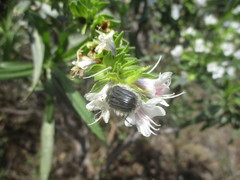 Tropinota squalida canariensis