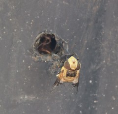 Copestylum apiciferum