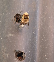 Copestylum apiciferum