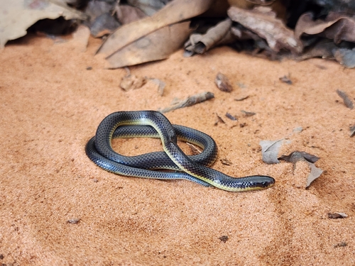 Albuquerque Ground Snake