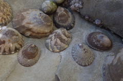 Lottia paradigitalis