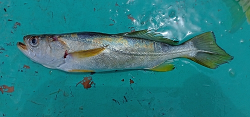 Stolzmann's weakfish (Cynoscion stolzmanni) — Sciaenidae — 2