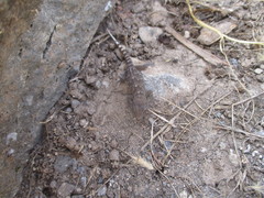 Tarentola boettgeri boettgeri