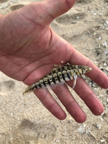 Cylindrical sandperch (Parapercis cylindrica) — Pinguipedidae — 2