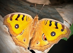 Junonia almana