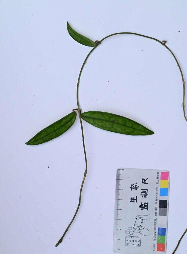 Hoya lyi (Hoya lyi)