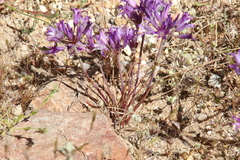 Lophioprason