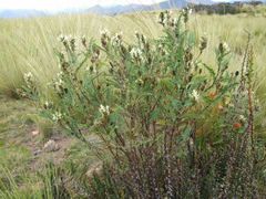 Astragalus garbancillo