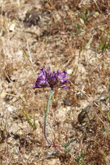 Lophioprason