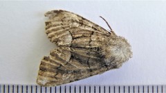 Eremobina leucoscelis