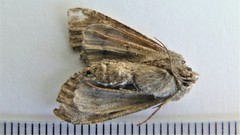 Eremobina leucoscelis