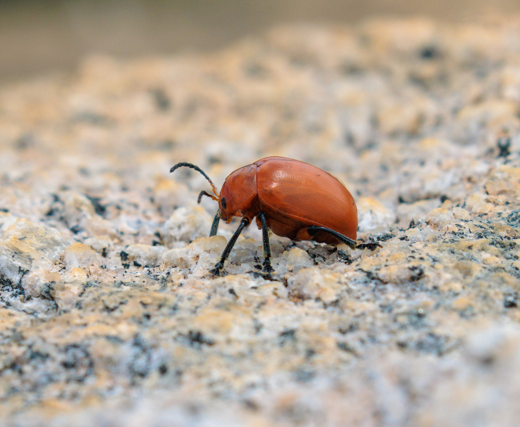 Crimissa cruralis