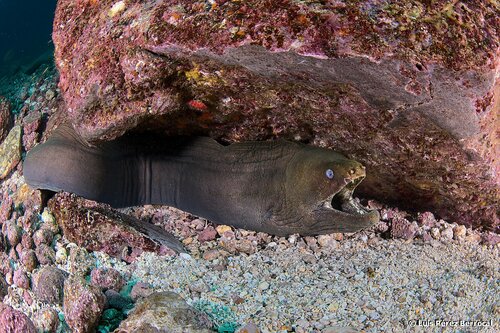 Chestnut Moray