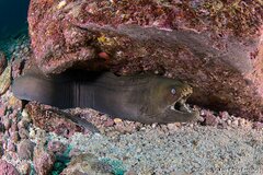 Panamic Green Moray photo 2