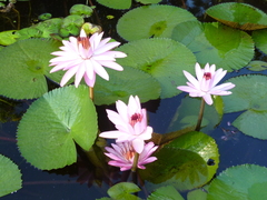 Nymphaea ampla