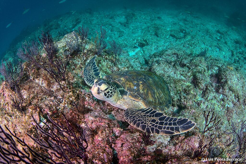 Green Sea Turtle in October 2023 by Luis P. B. · iNaturalist