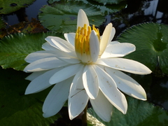 Nymphaea ampla