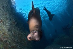 California Sea Lion photo 1