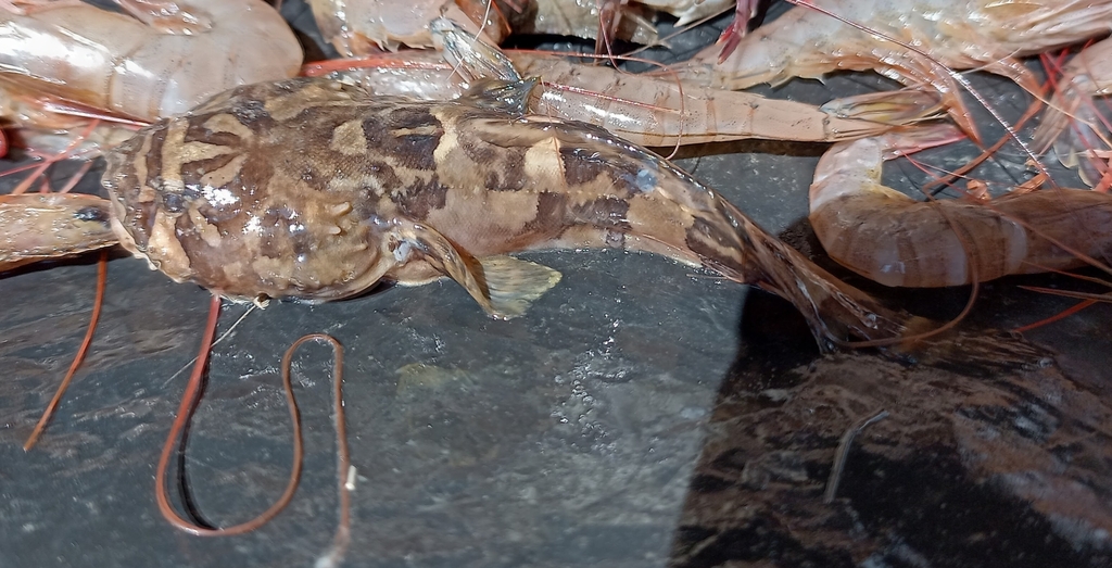 Daisy midshipman (Porichthys margaritatus) — Batrachoididae
