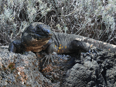 Hierro Giant Lizard photo 2