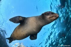 California Sea Lion photo 2