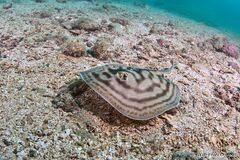 Reef Stingray photo 3