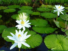 Nymphaea ampla