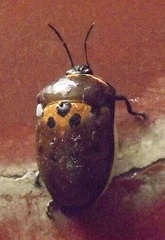 Augocoris gomesii