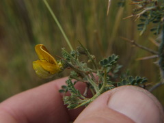 Adesmia spinosissima