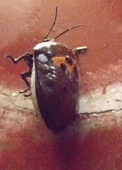 Augocoris gomesii