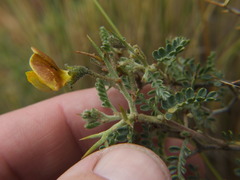 Adesmia spinosissima