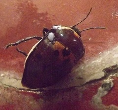 Augocoris gomesii
