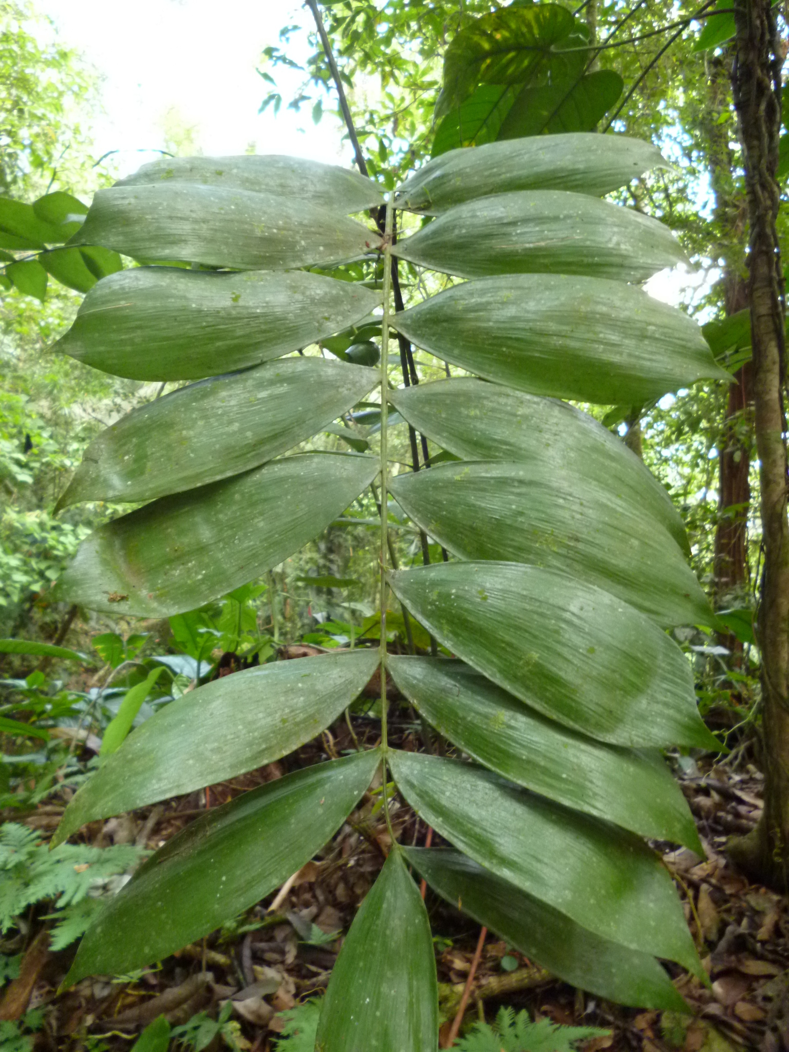 Ceratozamia hondurensis