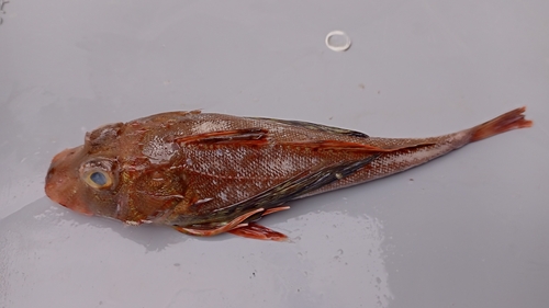 Witsnuit-zeehaan (Prionotus albirostris) — Triglidae — 3