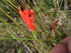 Salvia oppositiflora