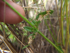 Salvia oppositiflora