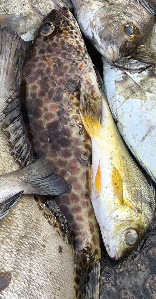 Barred-chest grouper (Epinephelus faveatus) — Serranidae