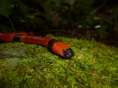 Micrurus nigrocinctus