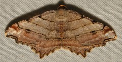 Macaria multilineata