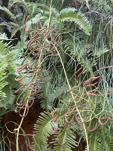 Lycopodium casuarinoides iNat (2)