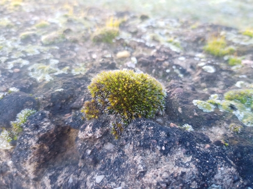 Robust Bloom Moss (Schistidium robustum)