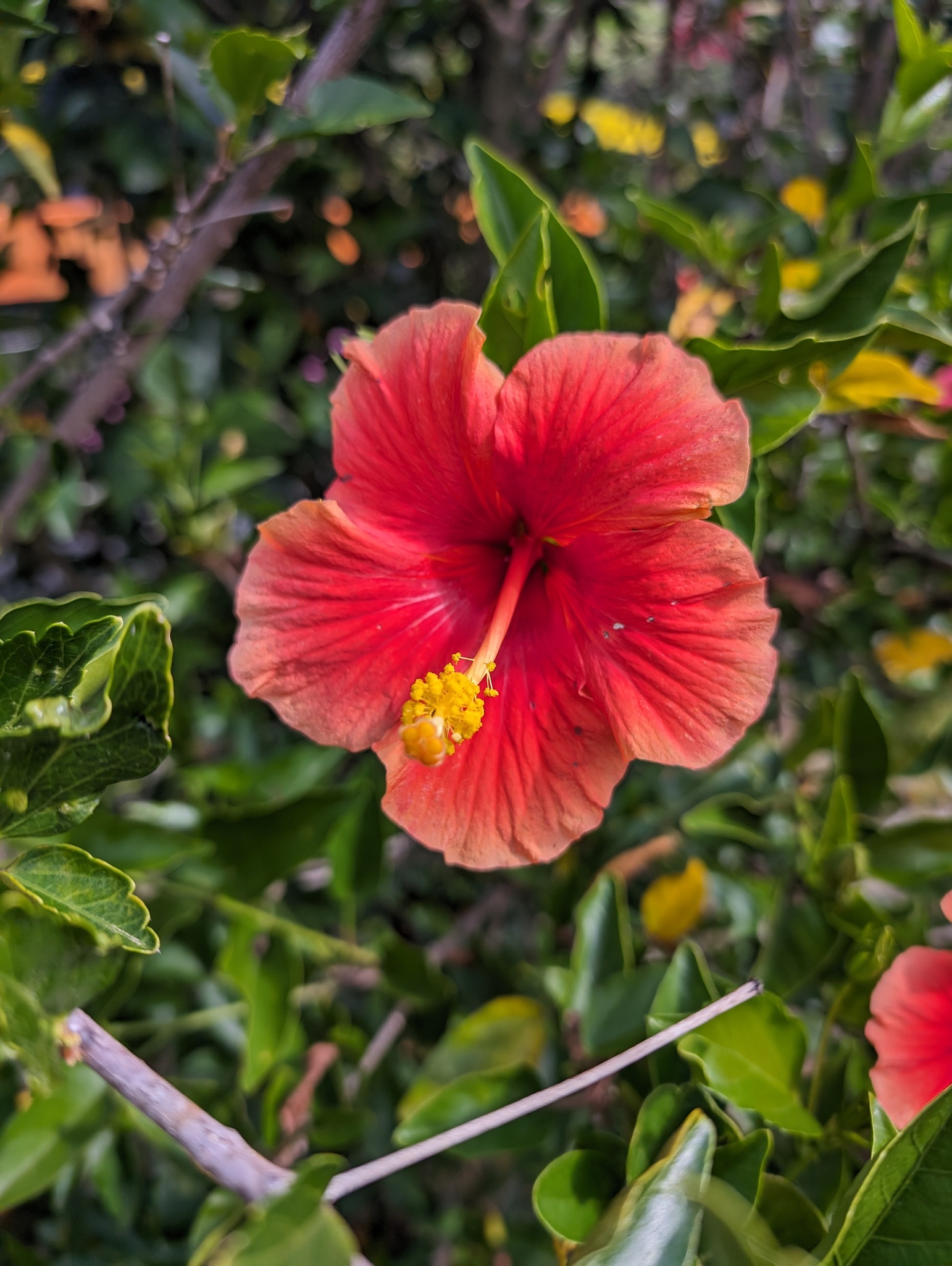 Imagem de Hibisco