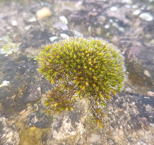 Image of Robust Bloom Moss (Schistidium robustum) by (c) Michal Honskus, some rights reserved (CC BY)