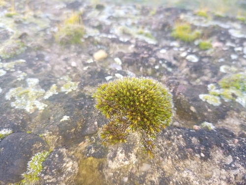Image of Robust Bloom Moss (Schistidium robustum) by (c) Michal Honskus, some rights reserved (CC BY)