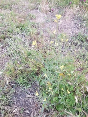 Tropidocarpum gracile