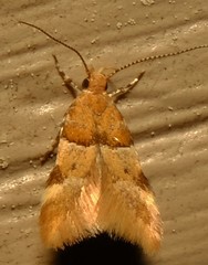 Theisoa constrictella