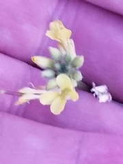 Tropidocarpum gracile