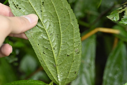 Image of Elatostema platyphyllum by (c) 曾昱承 Yu-Cheng Zeng, some rights reserved (CC BY)