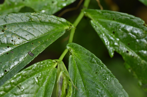 Image of Elatostema platyphyllum by (c) 曾昱承 Yu-Cheng Zeng, some rights reserved (CC BY)
