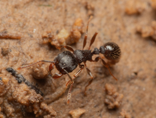 福特铺道蚁Tetramorium forte